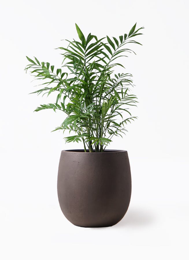 テーブルヤシ 7号 | 観葉植物 | インテリアやギフトに - Hitohana