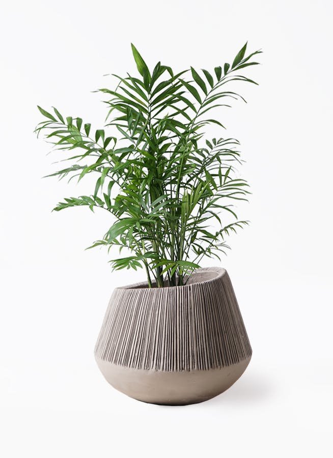 テーブルヤシ | 観葉植物の通販ならHitoHana（ひとはな）