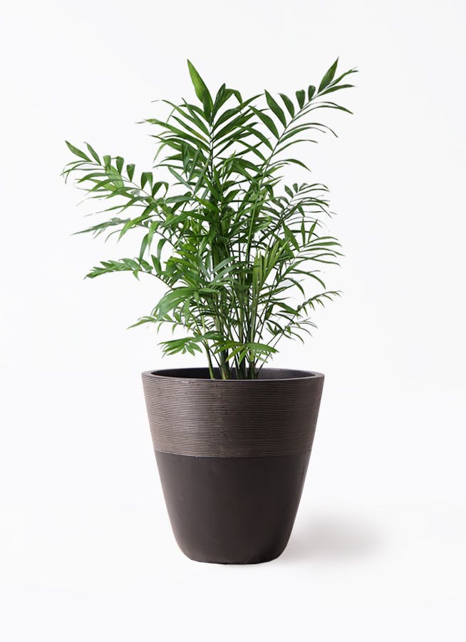 テーブルヤシ 7号 | 観葉植物 | インテリアやギフトに - Hitohana