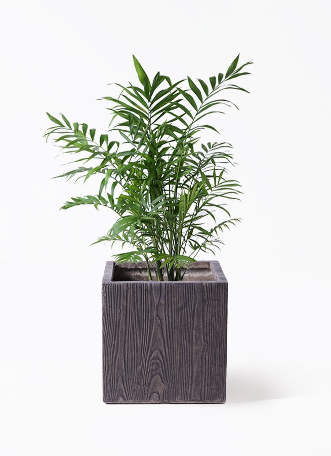 中型ヤシ科観葉植物 黒色鉢 中型ヤシ科観葉植物 黒色鉢