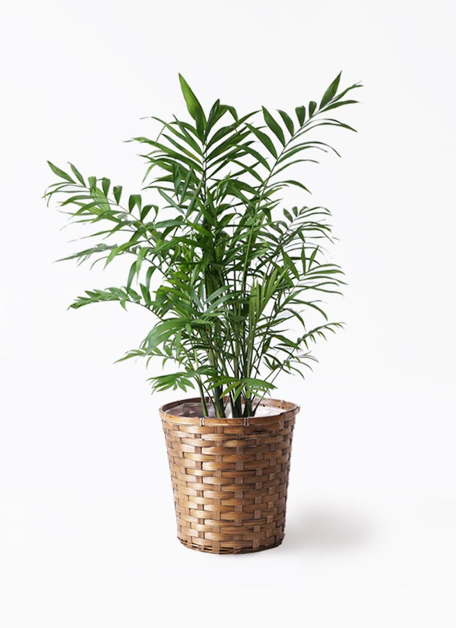 観葉植物 テーブルヤシ 7号 竹バスケット 付き | 観葉植物ならHitoHana