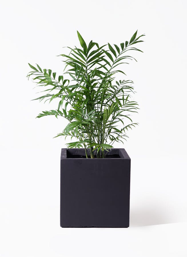 観葉植物 ドラセナ コンパクター 8号 ベータ キューブプランター