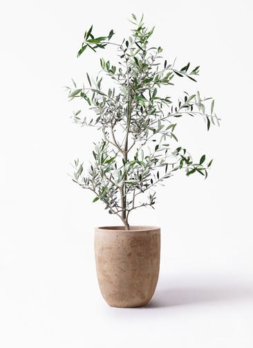 観葉植物 オリーブの木 8号 コレッジョラ ルーガ アンティコ アルトエッグ 付き
