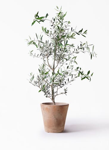 観葉植物 オリーブの木 8号 コレッジョラ ルーガ アンティコ ソリッド 付き