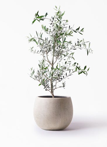 観葉植物 オリーブの木 8号 コレッジョラ テラニアス ローバルーン アンティークホワイト 付き