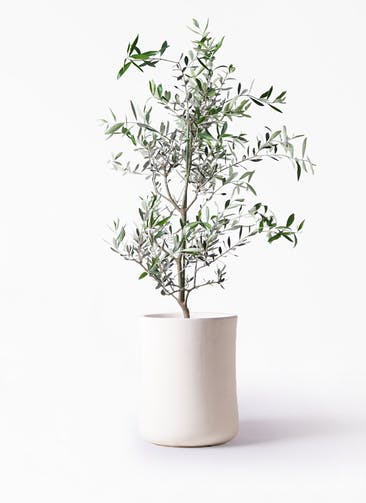 観葉植物 オリーブの木 8号 コレッジョラ バスク ミドル ホワイト 付き