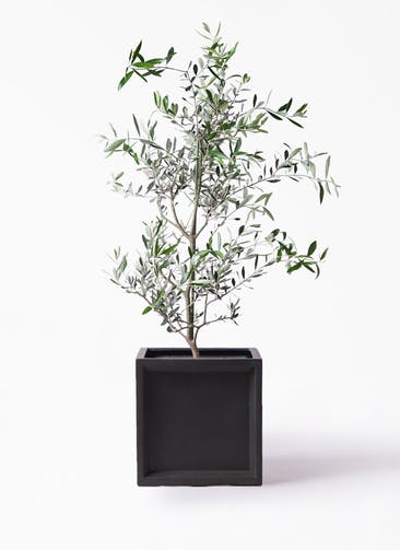 観葉植物 オリーブの木 8号 コレッジョラ ブリティッシュキューブ 付き