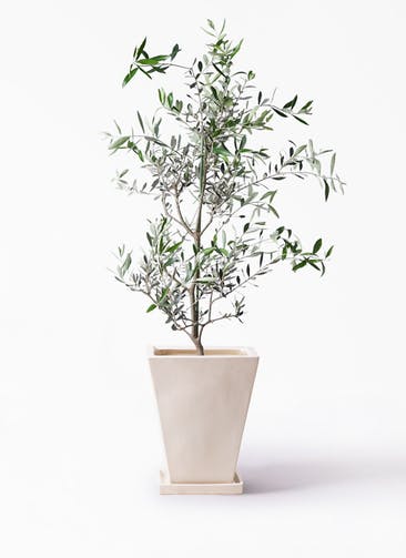 観葉植物 オリーブの木 8号 コレッジョラ スクエアハット 白 付き