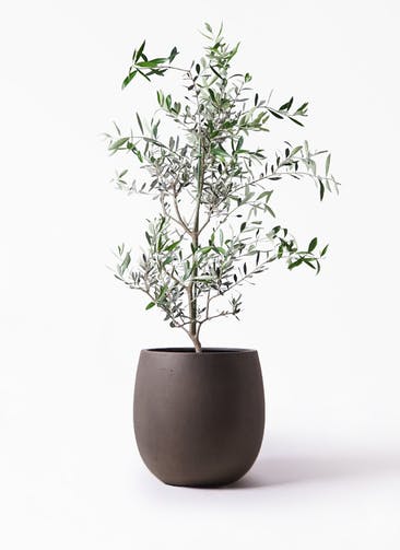 観葉植物 オリーブの木 8号 コレッジョラ テラニアス バルーン アンティークブラウン 付き