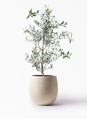 観葉植物 オリーブの木 8号 コレッジョラ テラニアス バルーン アンティークホワイト 付き