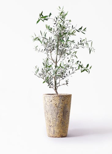 観葉植物 オリーブの木 8号 コレッジョラ アトランティス クルーシブル 付き