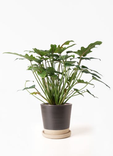 観葉植物 クッカバラ 4号 Mat Glaze Terracotta(マット グレーズ テラコッタ) ブラック 植え替えキット付き