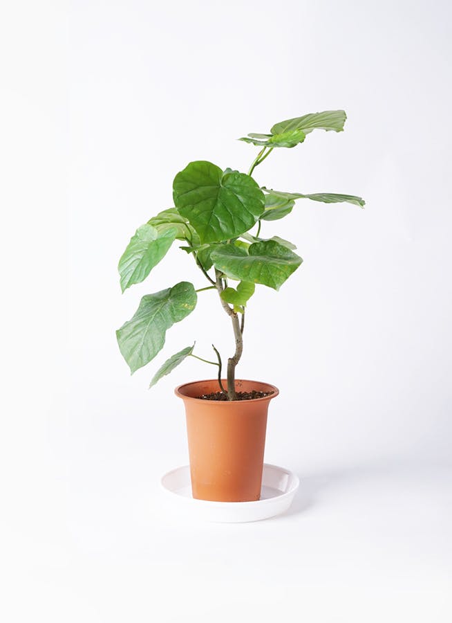 観葉植物 フィカス ウンベラータ 6号 ノーマル プラスチック鉢
