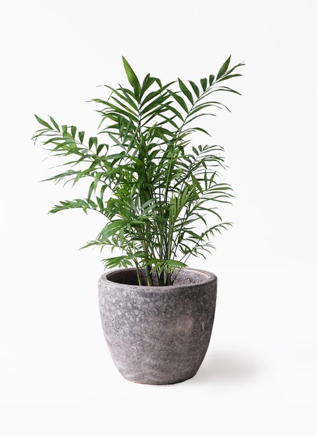 観葉植物 テーブルヤシ 7号 アビスソニアミドル 灰 付き 観葉植物ならhitohana ひとはな