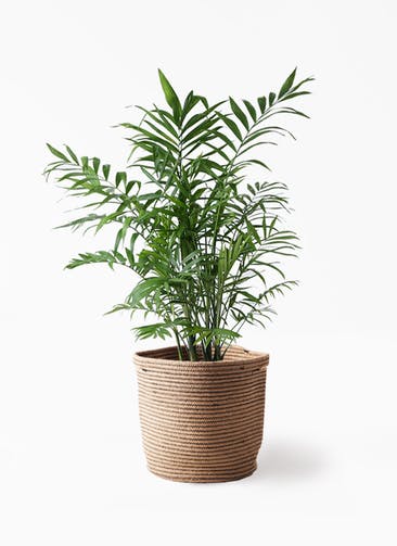 テーブルヤシ 観葉植物通販hitohana ひとはな テーブルヤシ 観葉植物通販hitohana ひとはな