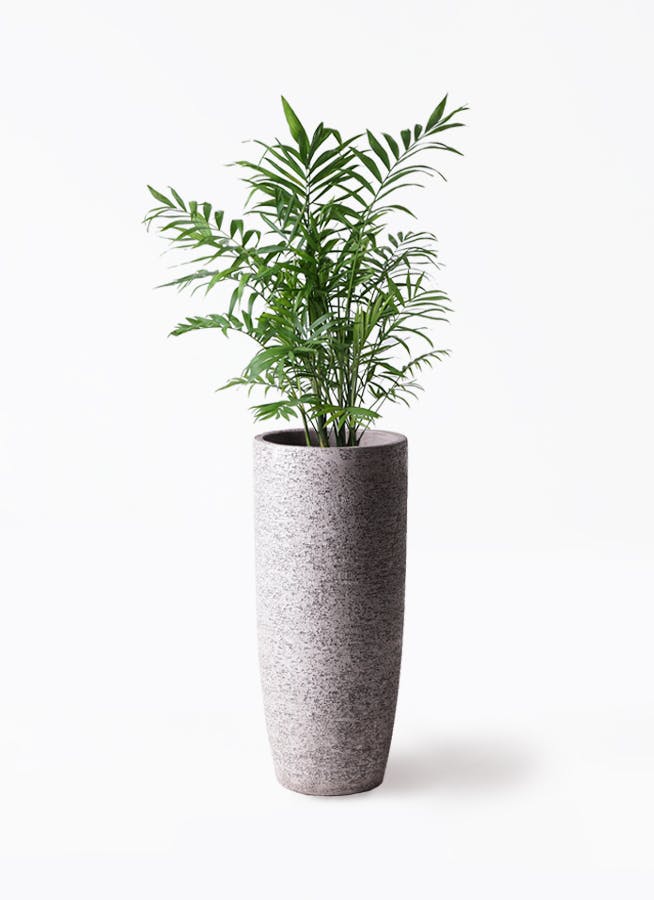 観葉植物 ウンナンシュロチク 8号 Eco Stone（エコストーン） トール