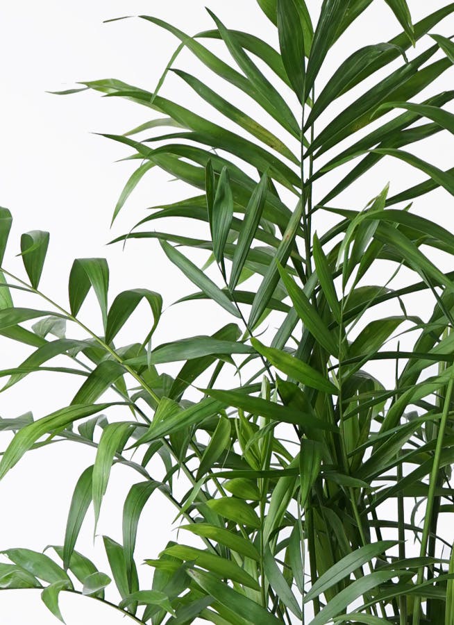 観葉植物 テーブルヤシ 7号 プラスチック鉢 | 観葉植物ならHitoHana