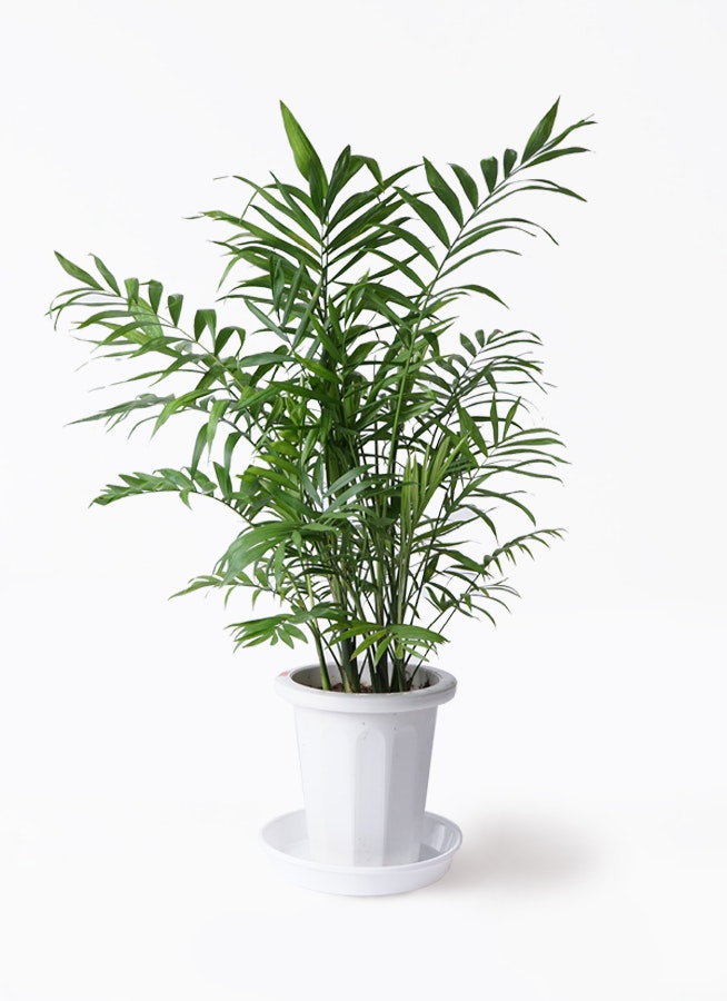 観葉植物 テーブルヤシ 7号 テラニアス ローバルーン アンティークブラウン 付き 観葉植物ならHitoHana(ひとはな)