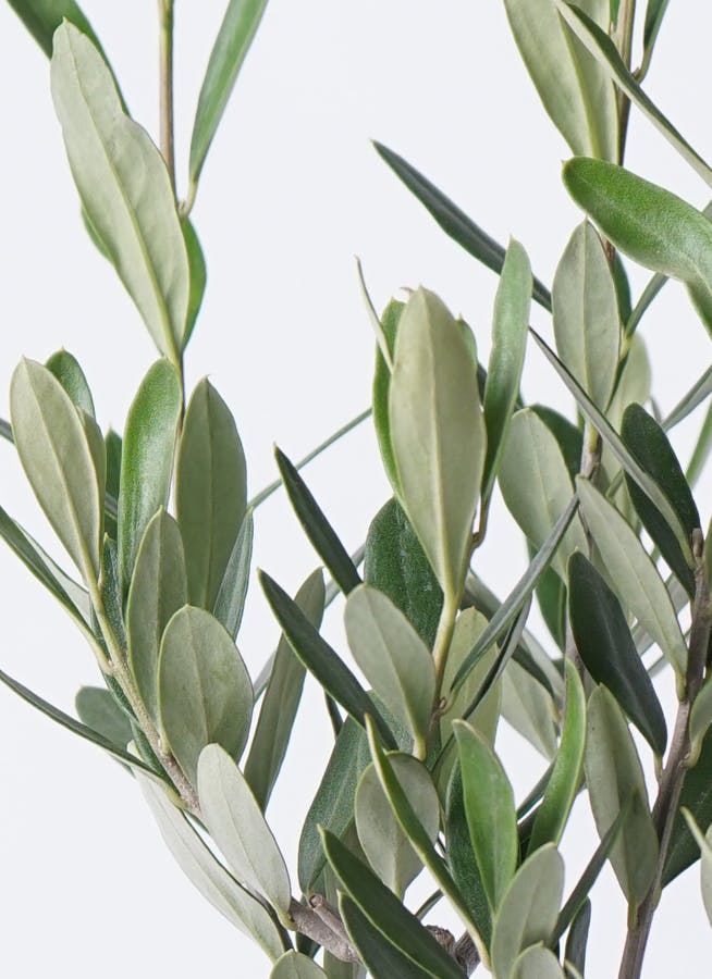 観葉植物 オリーブの木 3号 創樹プラスチック鉢 | 観葉植物なら