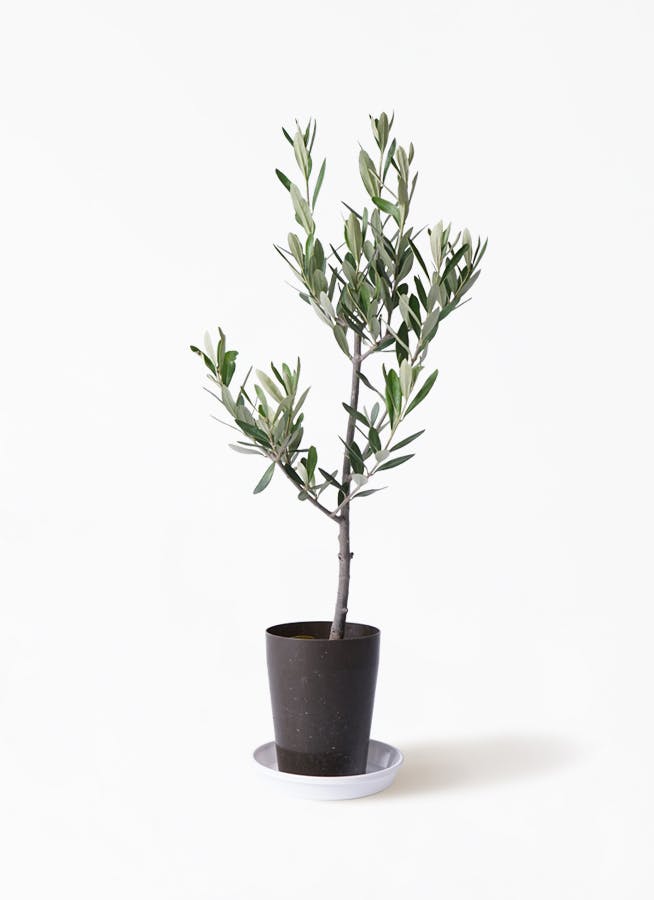 観葉植物 オリーブの木 3号 創樹プラスチック鉢 観葉植物ならhitohana ひとはな