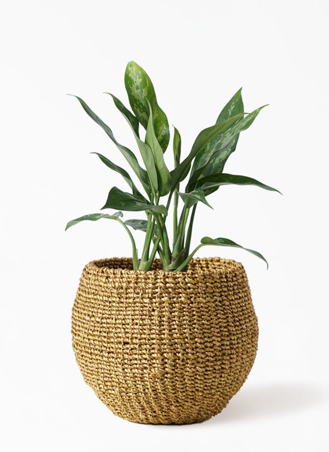 観葉植物 アグラオネマ 4号 アバカバスケット オリーブ 付き 観葉植物ならhitohana ひとはな 観葉植物 アグラオネマ 4号 アバカバスケット オリーブ 付き 観葉植物ならhitohana ひとはな