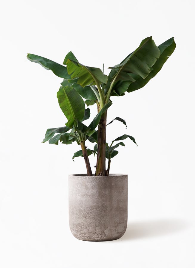 観葉植物 三尺バナナ 10号 エルバ 白 付き 観葉植物ならhitohana ひとはな 観葉植物 三尺バナナ 10号 エルバ 白 付き 観葉植物ならhitohana ひとはな