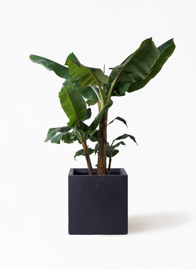 観葉植物 三尺バナナ 10号 ベータ キューブプランター 黒 付き 観葉植物ならhitohana ひとはな 観葉植物 三尺バナナ 10号 ベータ キューブプランター 黒 付き 観葉植物ならhitohana ひとはな