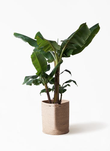 観葉植物 三尺バナナ 10号 リブバスケットNatural 付き