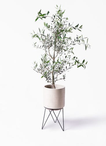 観葉植物 オリーブの木 8号 コレッジョラ ビトロ エンデカ クリーム アイアンポットスタンド ブラック 付き