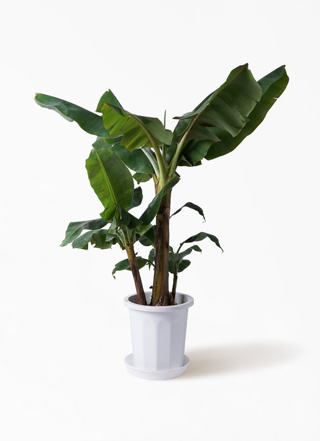 観葉植物 三尺バナナ 10号 プラスチック鉢 観葉植物ならhitohana ひとはな