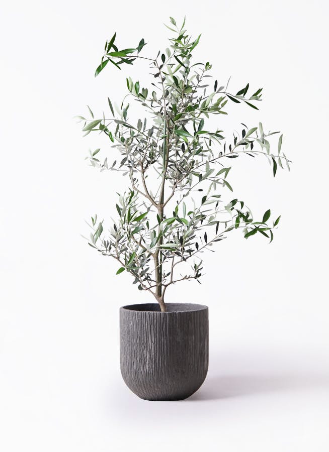 現品》オリーブの木コレッジョラ樹高1.6m（根鉢含まず）01