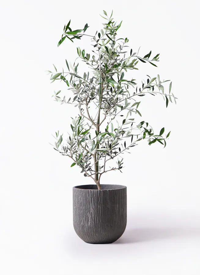 現品》オリーブの木 コレッジョラ 樹高1.6m（根鉢含まず）01《鉢植え/