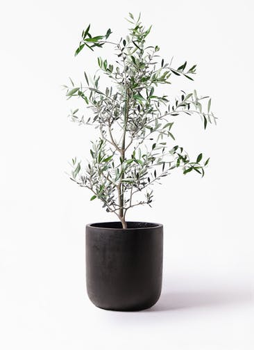 観葉植物 オリーブの木 8号 コレッジョラ エルバ 黒 付き