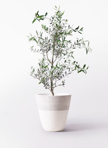 観葉植物 オリーブの木 8号 コレッジョラ ジュピター 白 付き