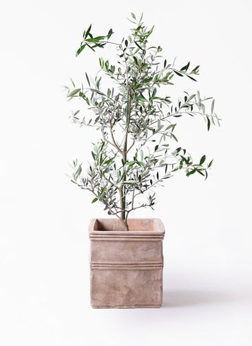 観葉植物 オリーブの木 8号 コレッジョラ テラアストラ カペラキュビ 赤茶色 付き