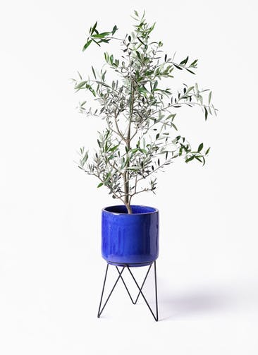 観葉植物 オリーブの木 8号 コレッジョラ ビトロ エンデカ ブルー アイアンポットスタンド ブラック 付き