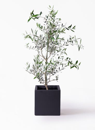 観葉植物 オリーブの木 8号 コレッジョラ ベータ キューブプランター 黒 付き