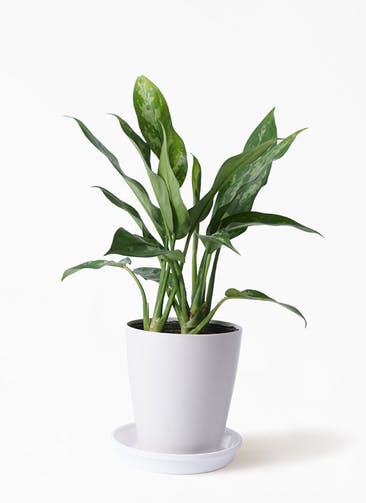 観葉植物 アグラオネマ 4号 プラスチック鉢