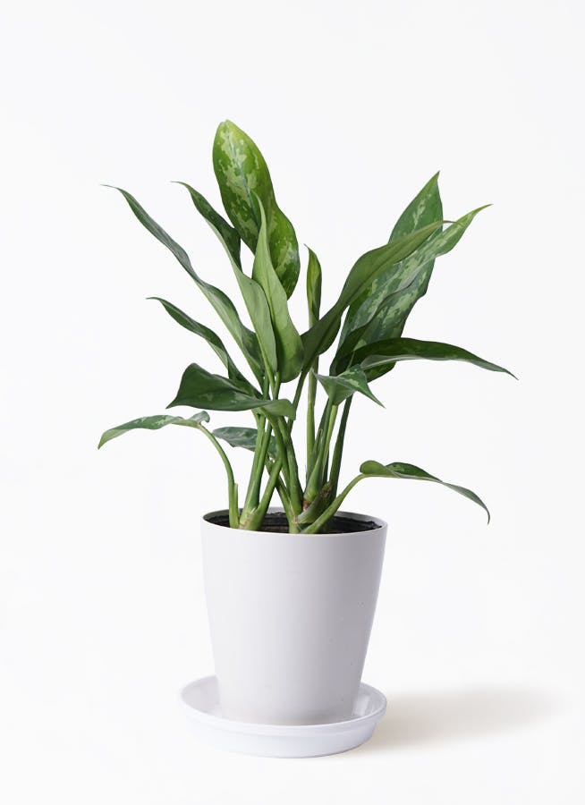 観葉植物 アグラオネマ 4号 プラスチック鉢 | 観葉植物ならHitoHana