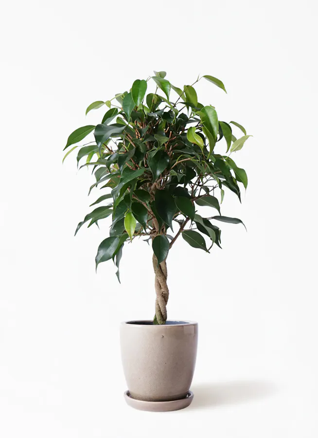 観葉植物 フィカス ベンジャミン 4号 玉造りアステア トール ベージュ 付き 観葉植物ならhitohana ひとはな