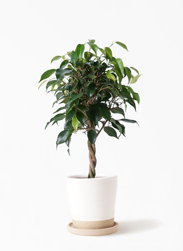 フィカス ベンジャミン 観葉植物通販hitohana ひとはな フィカス ベンジャミン 観葉植物通販hitohana ひとはな