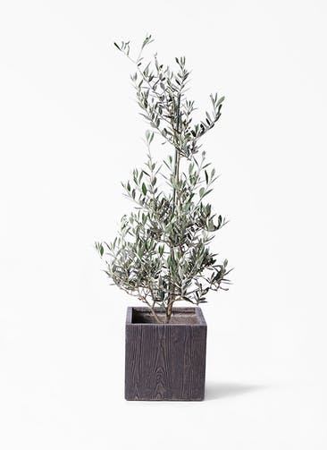 観葉植物 オリーブの木 8号 ピクアル ベータ キューブプランター ウッド 茶 付き
