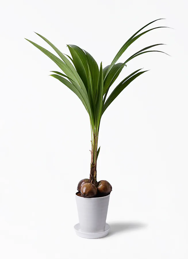 ココヤシ | 観葉植物の通販ならHitoHana（ひとはな）