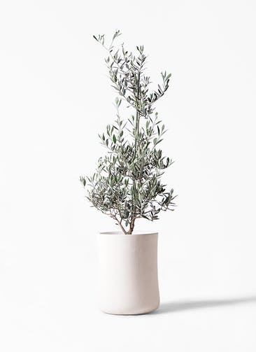 観葉植物 オリーブの木 8号 ピクアル バスク ミドル ホワイト 付き
