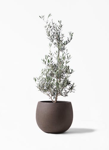 観葉植物 オリーブの木 8号 ピクアル テラニアス ローバルーン アンティークブラウン 付き