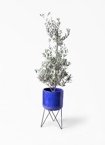 観葉植物 オリーブの木 8号 ピクアル ビトロ エンデカ ブルー アイアンポットスタンド ブラック 付き