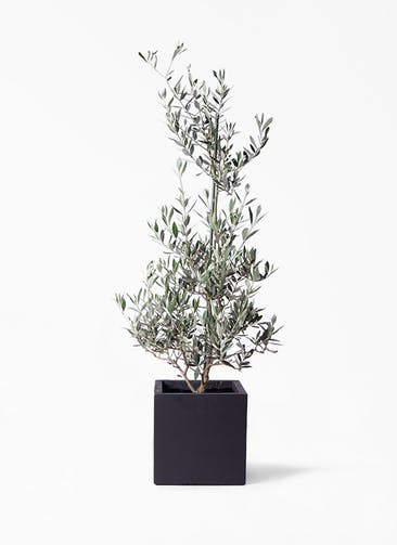観葉植物 オリーブの木 8号 ピクアル ベータ キューブプランター 黒 付き