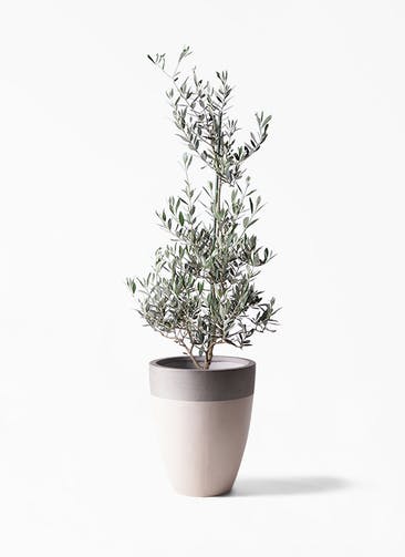 観葉植物 オリーブの木 8号 ピクアル ファイバーストーンカプリ サンディホワイト 付き