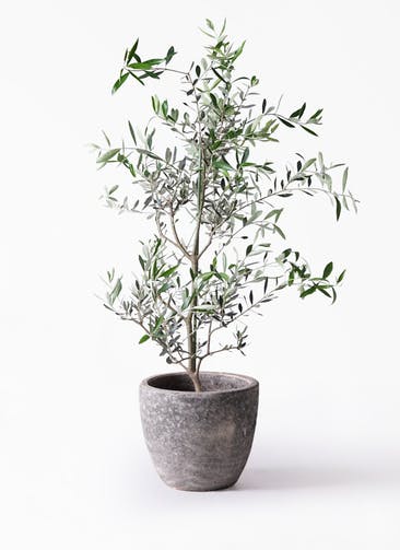 観葉植物 オリーブの木 8号 コレッジョラ アビスソニアミドル 灰 付き
