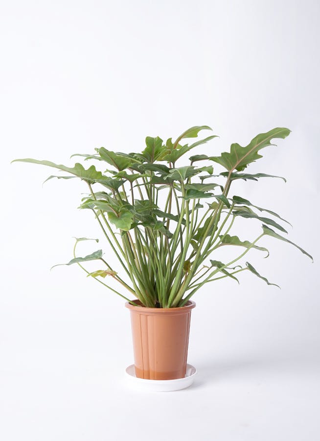 観葉植物 クッカバラ 4号 プラスチック鉢 観葉植物ならhitohana ひとはな
